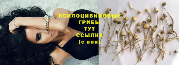 спиды Магас